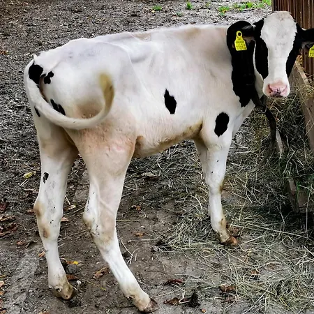 Biohof Loefferl *