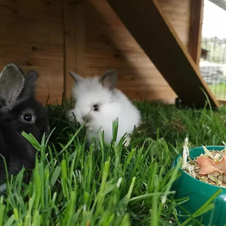 Farm stay Biohof Loefferl *